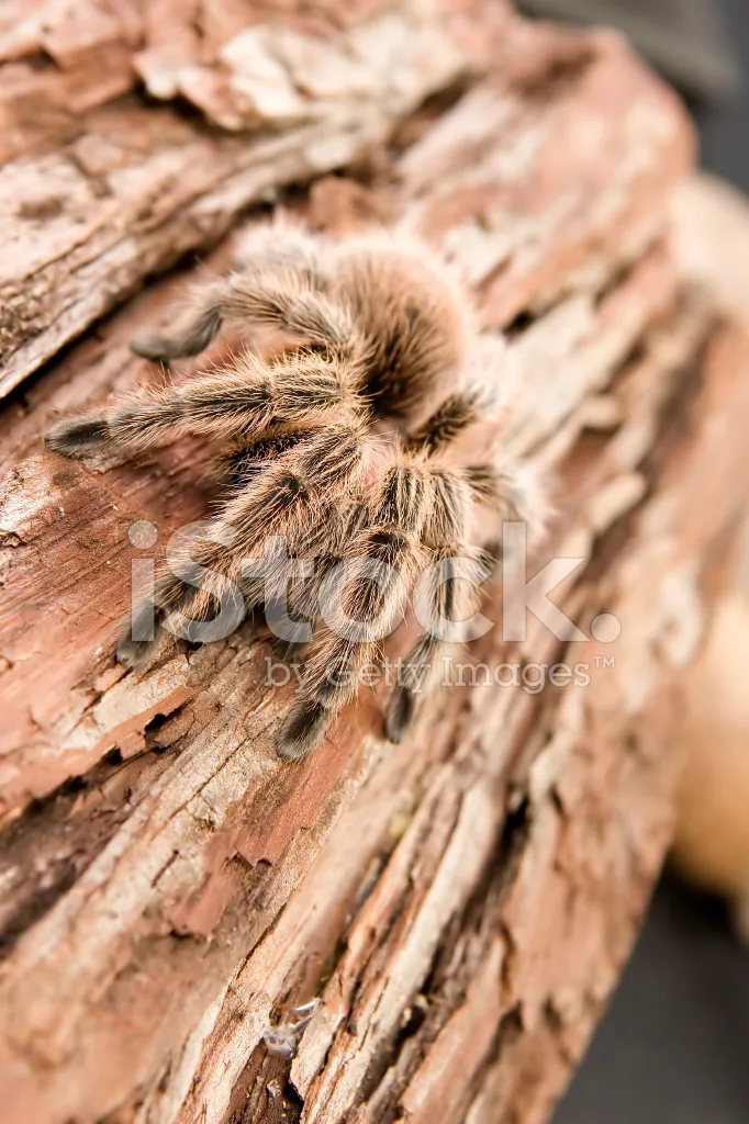 21354 adult chilean rose tarantula