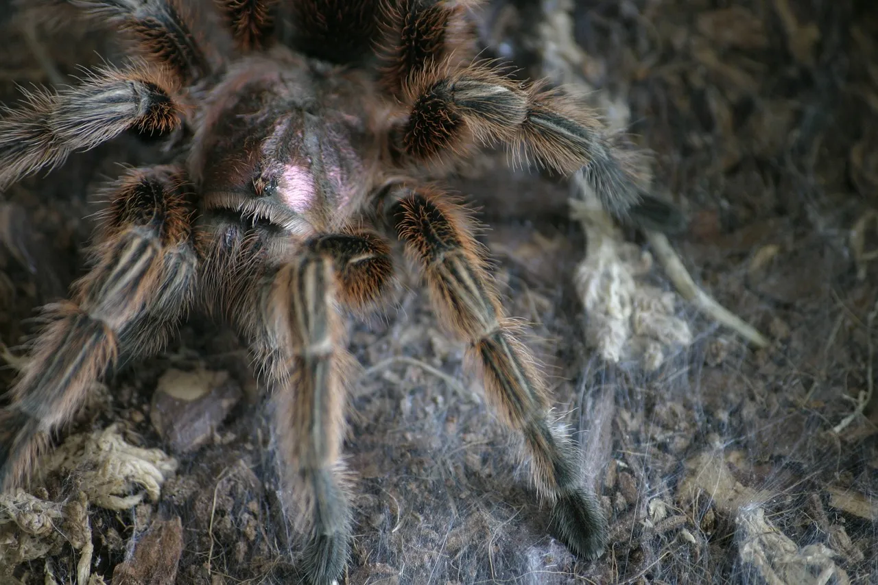 /img/21354-chilean-rose-tarantula-lifespan.webp