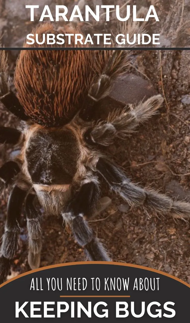 21355 tarantula burrowing