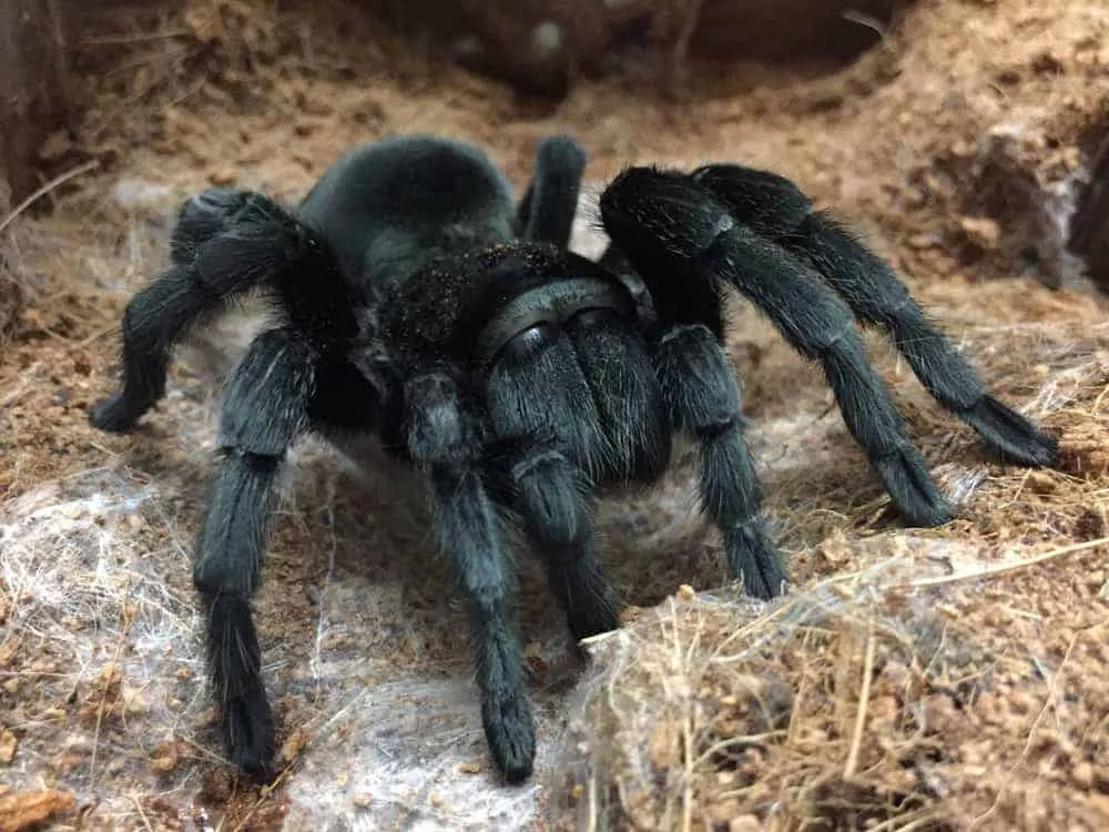21356 brazilian black tarantula feeding