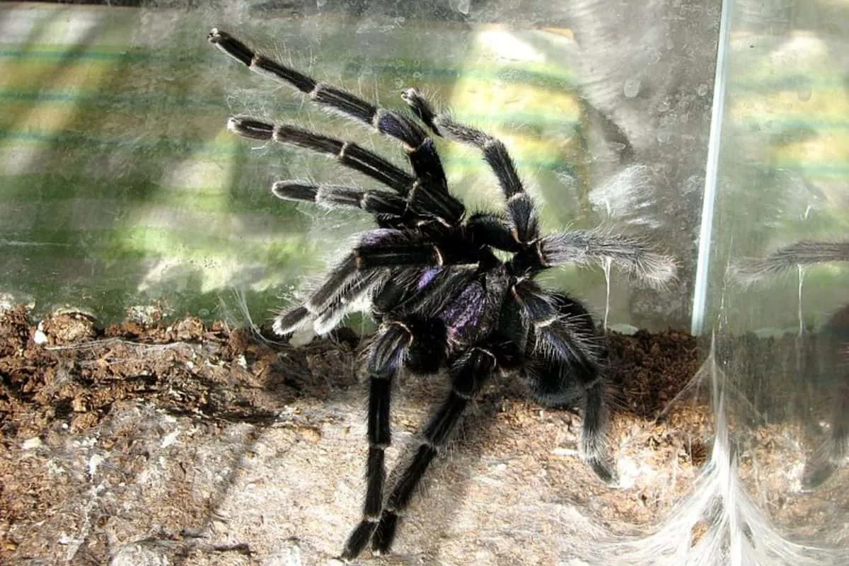21357 feeding tarantula in tank