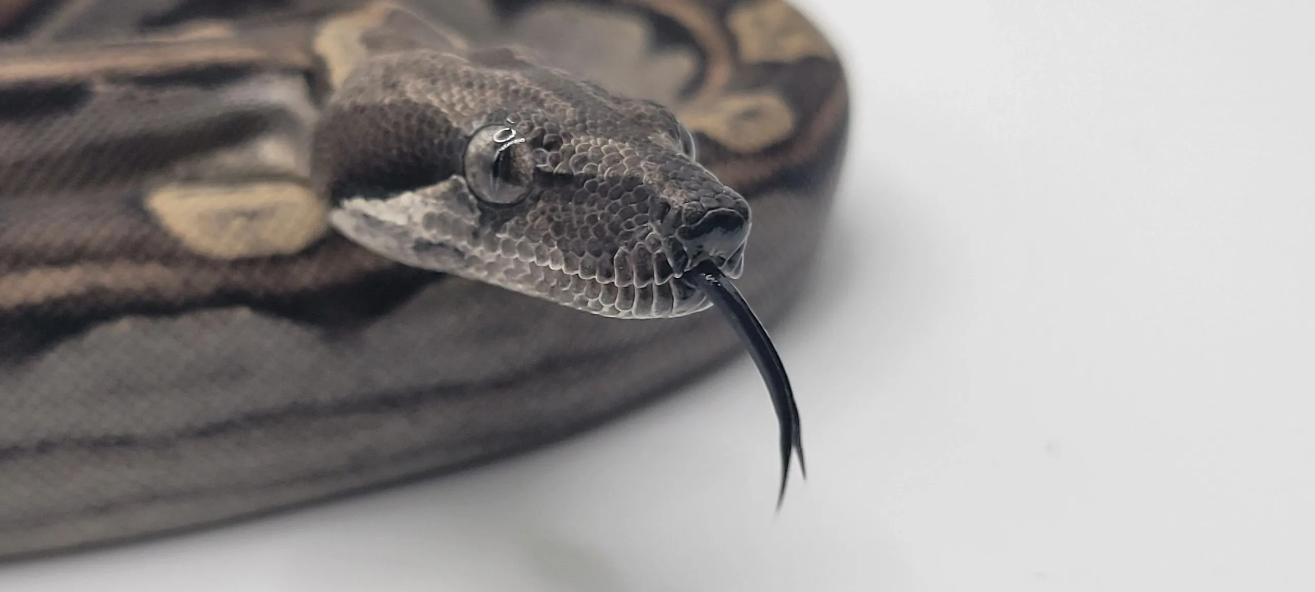 21357 glass vs acrylic tarantula tank