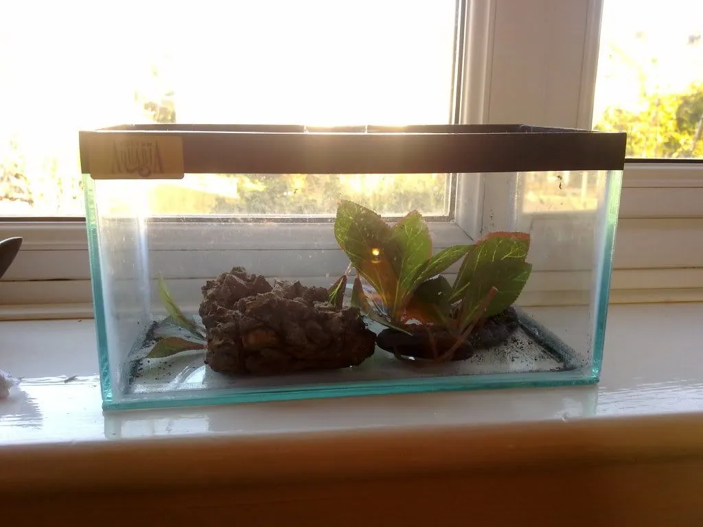 21357 tarantula substrate options