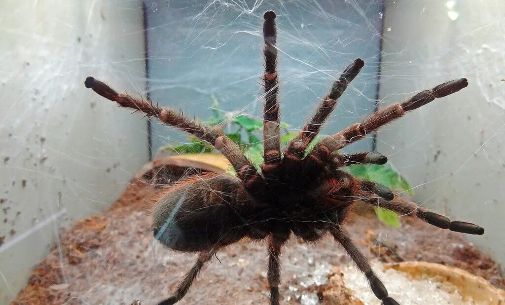/img/21358-yellow-toe-tarantula-breeding.webp