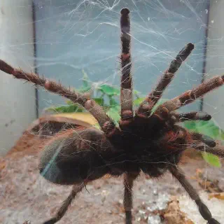 /img/21358-yellow-toe-tarantula-breeding.webp
