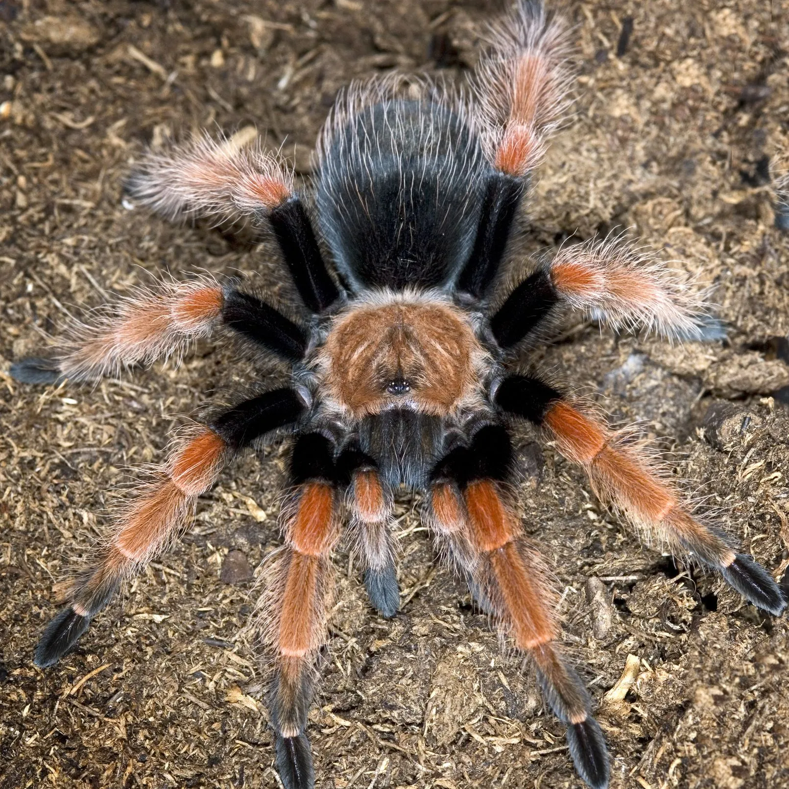 21358 yellow toe tarantula enclosure