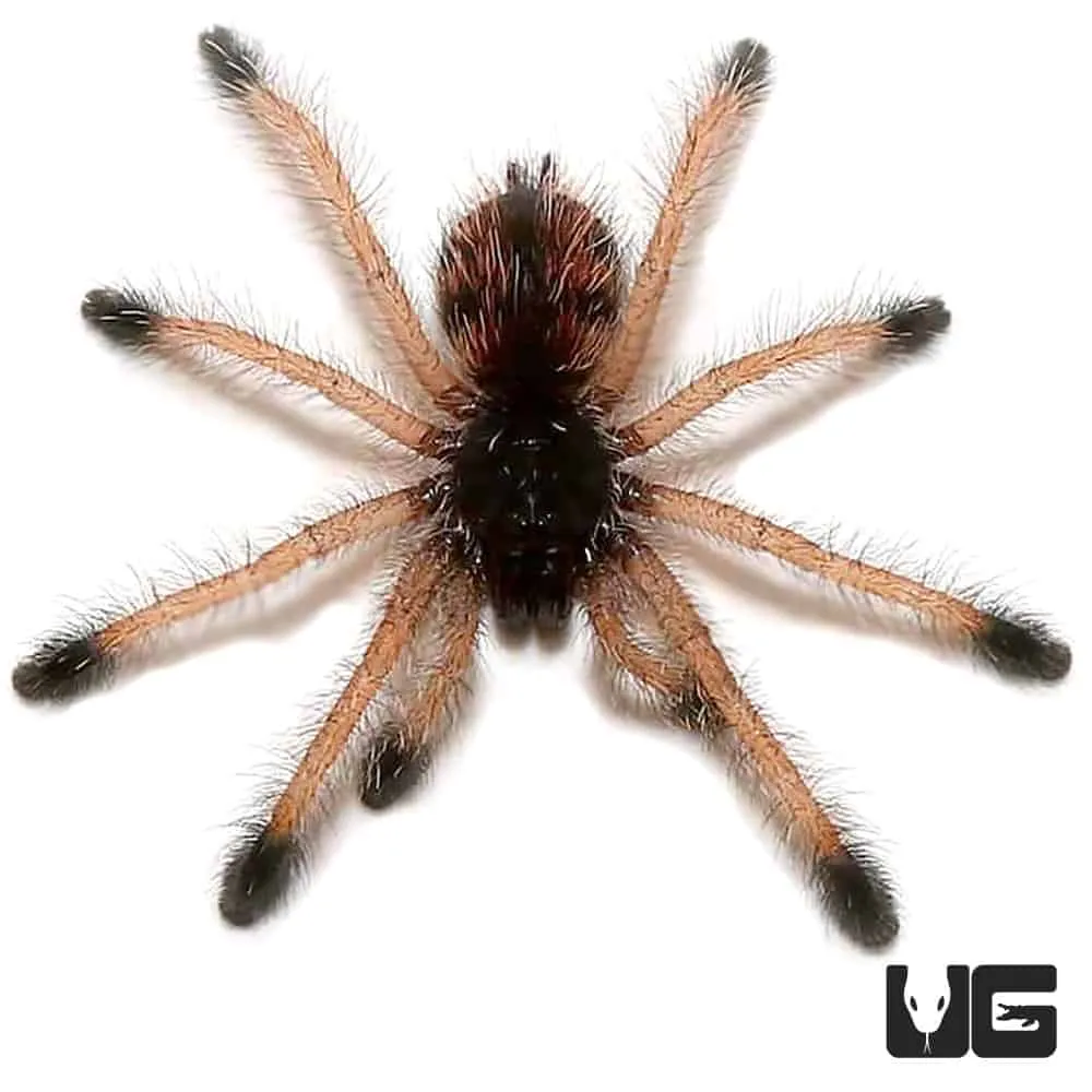 21358 yellow toe tarantula feeding