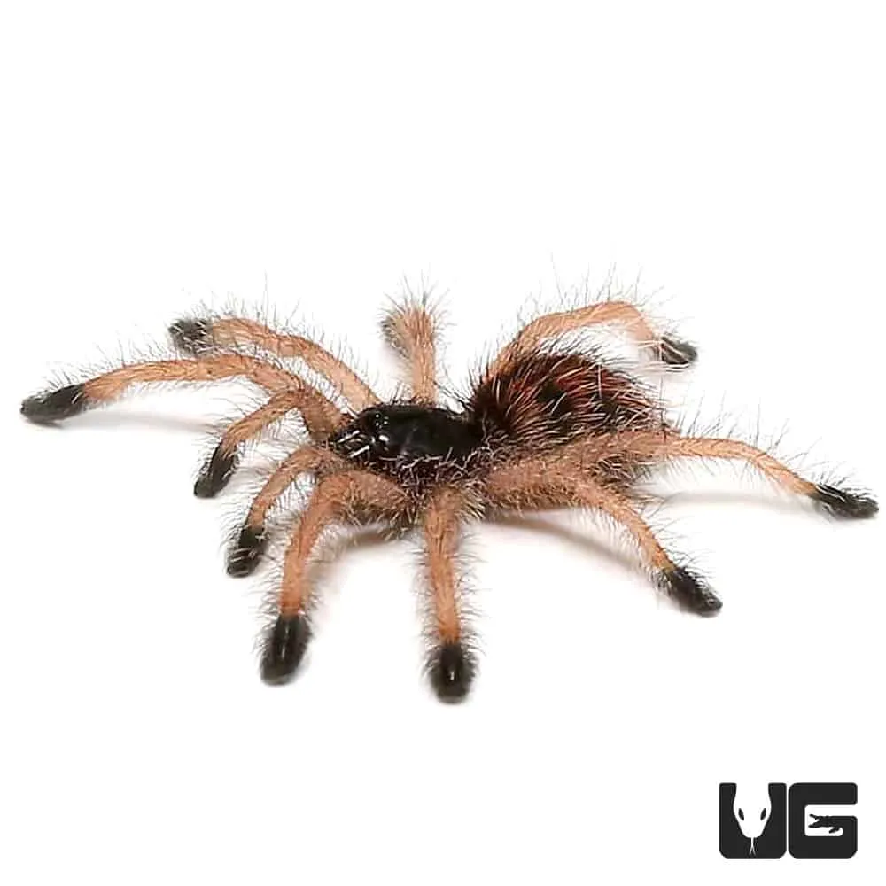 21358 yellow toe tarantula handling