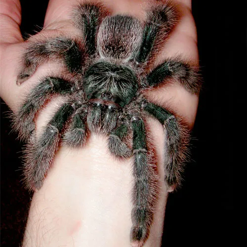 21358 yellow toe tarantula health