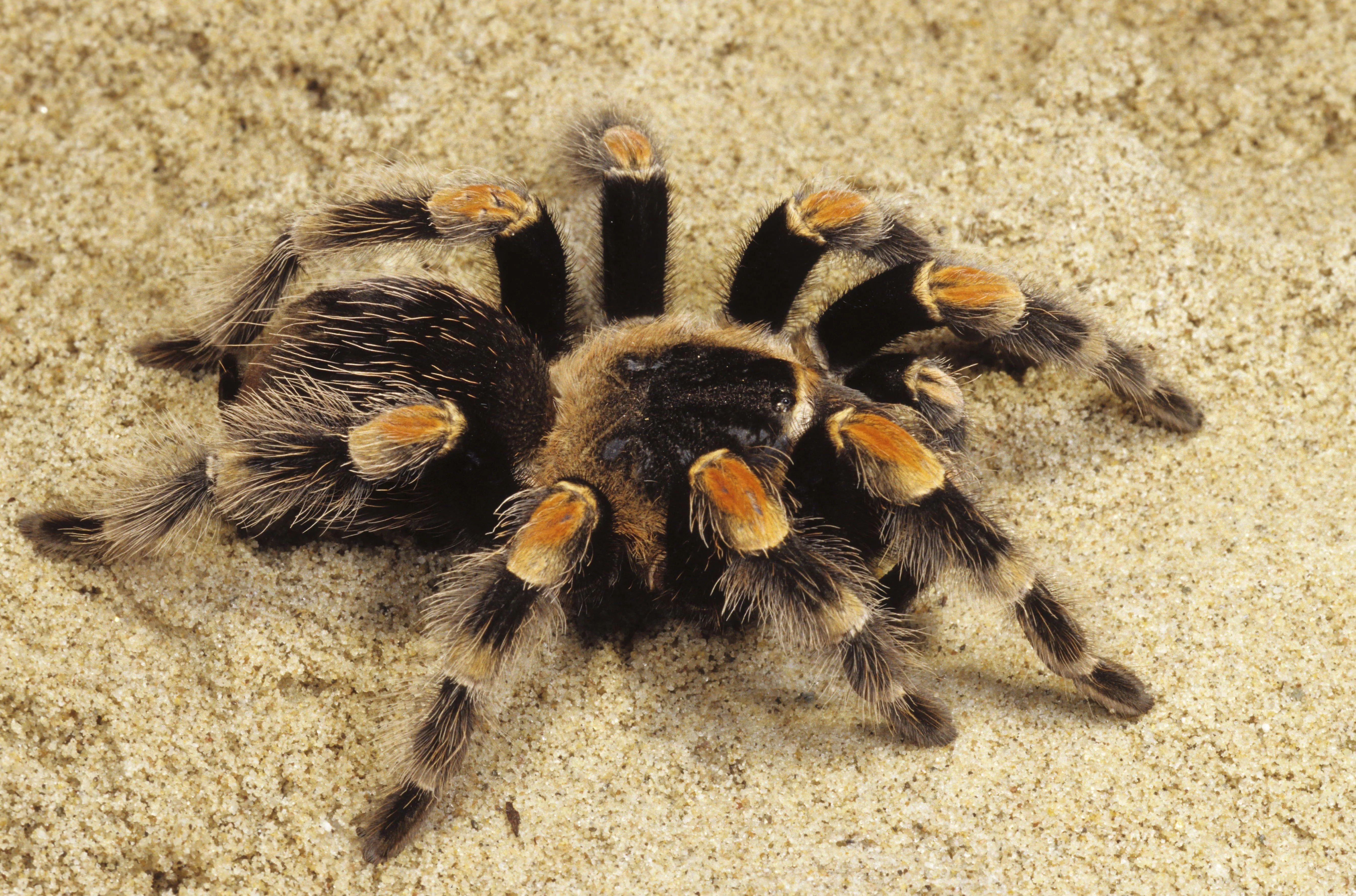 21358 yellow toe tarantula overview