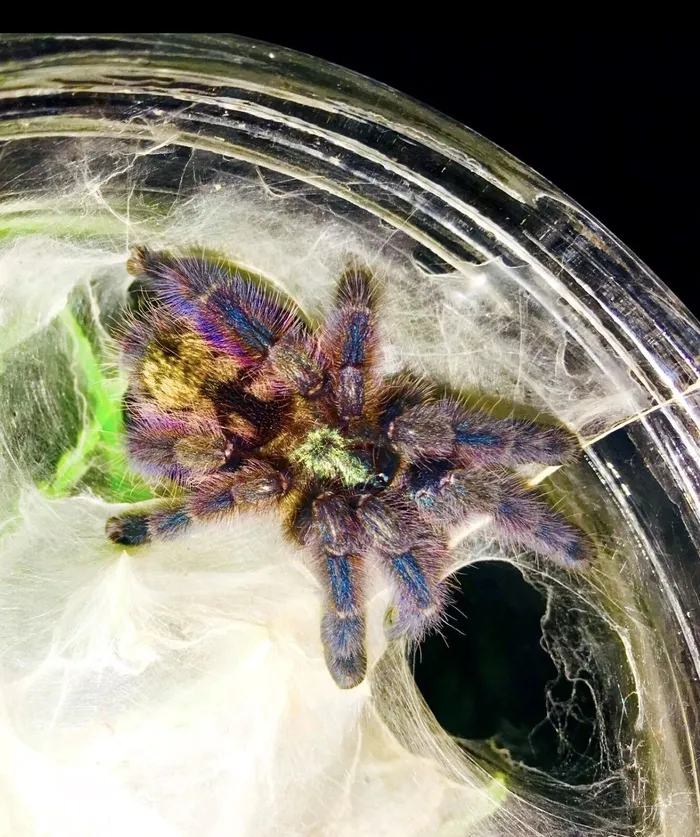 21358 yellow toe tarantula substrate