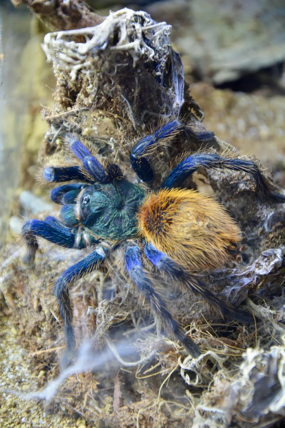 21359 blue tarantula handling