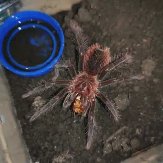 /img/21359-blue-tarantula-substrate.webp