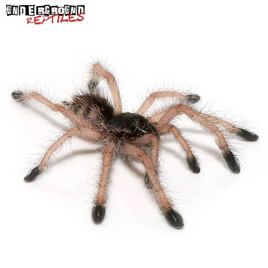 /img/21360-purple-pink-toe-tarantula-arboreal.webp
