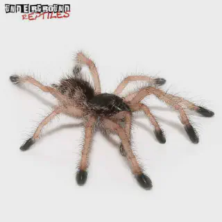 /img/21360-purple-pink-toe-tarantula-arboreal.webp