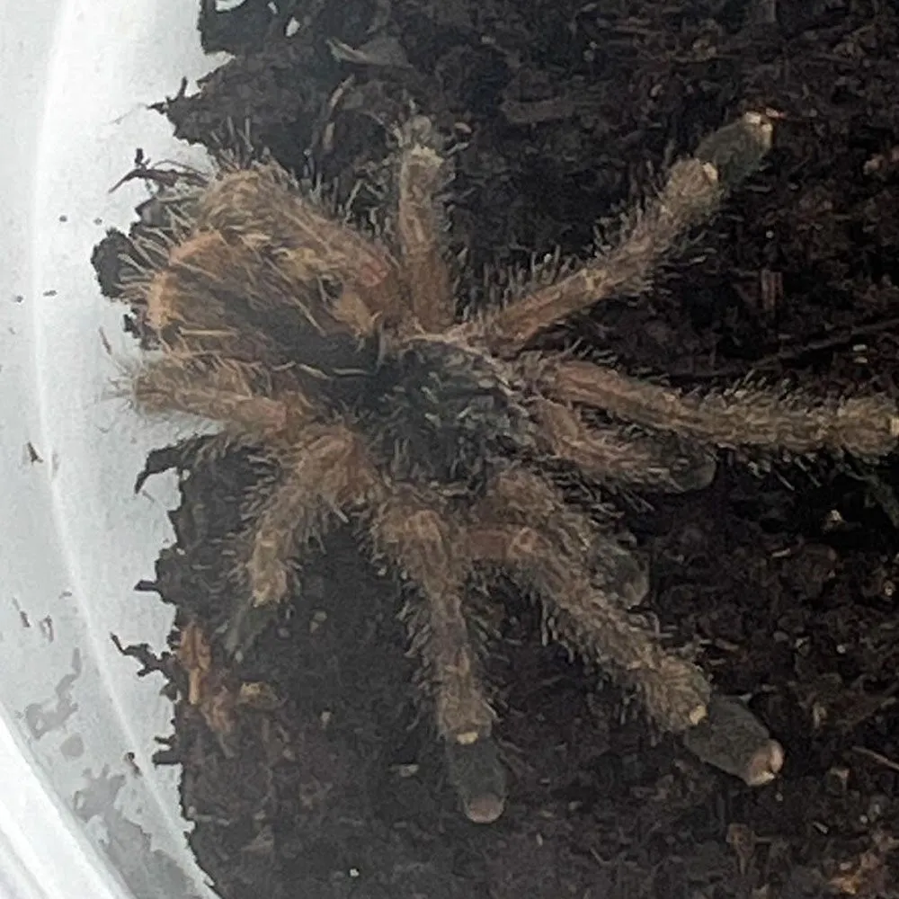 21360 purple pink toe tarantula defensive posture