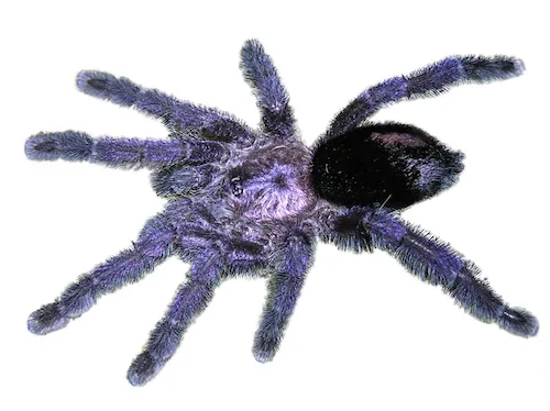 21360 purple pink toe tarantula handling