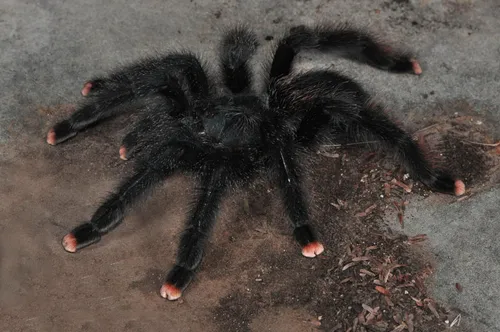 21360 purple pink toe tarantula male female