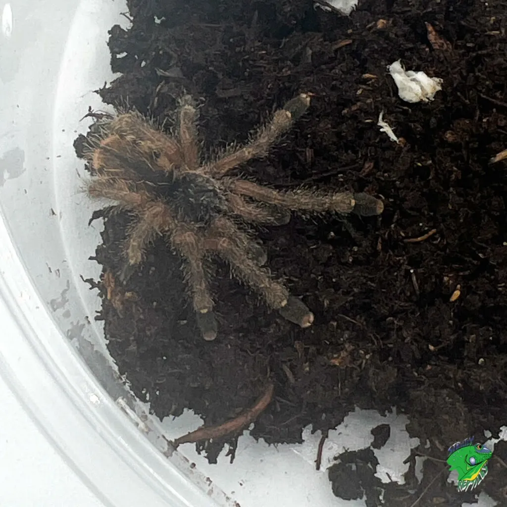 21360 purple pink toe tarantula safe handling
