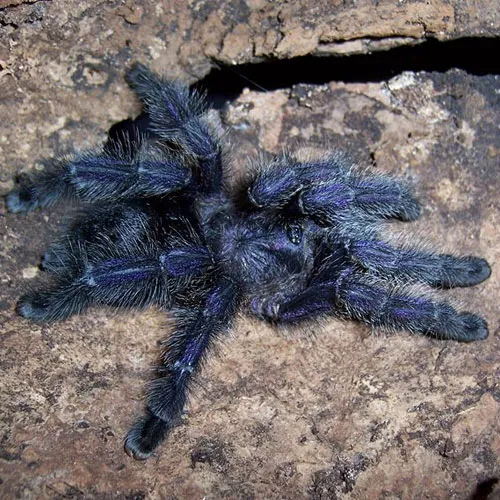 21360 purple pink toe tarantula stress signals