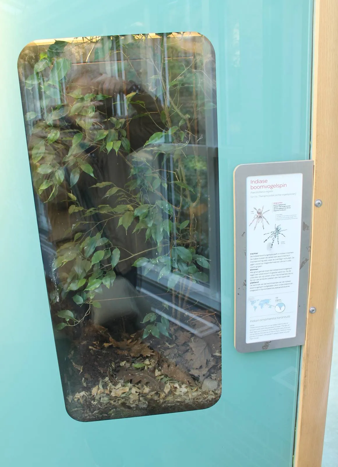 21361 indian ornamental tarantula enclosure size