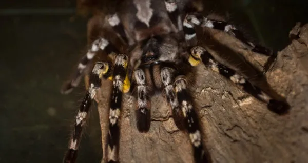 21361 tarantula cleaning