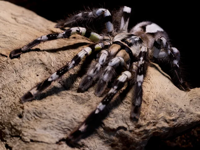 /img/21361-tarantula-feeding.webp