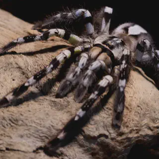 /img/21361-tarantula-feeding.webp