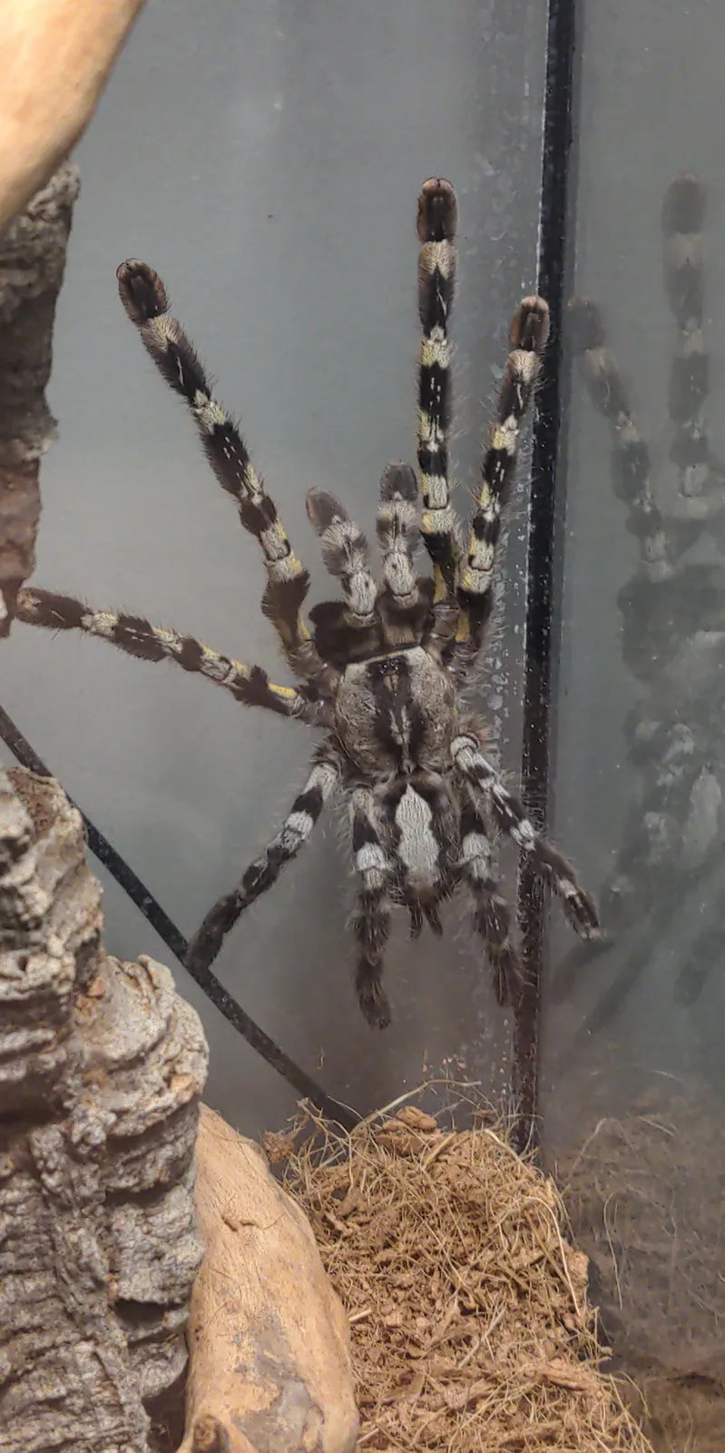 21361 tarantula hiding spot