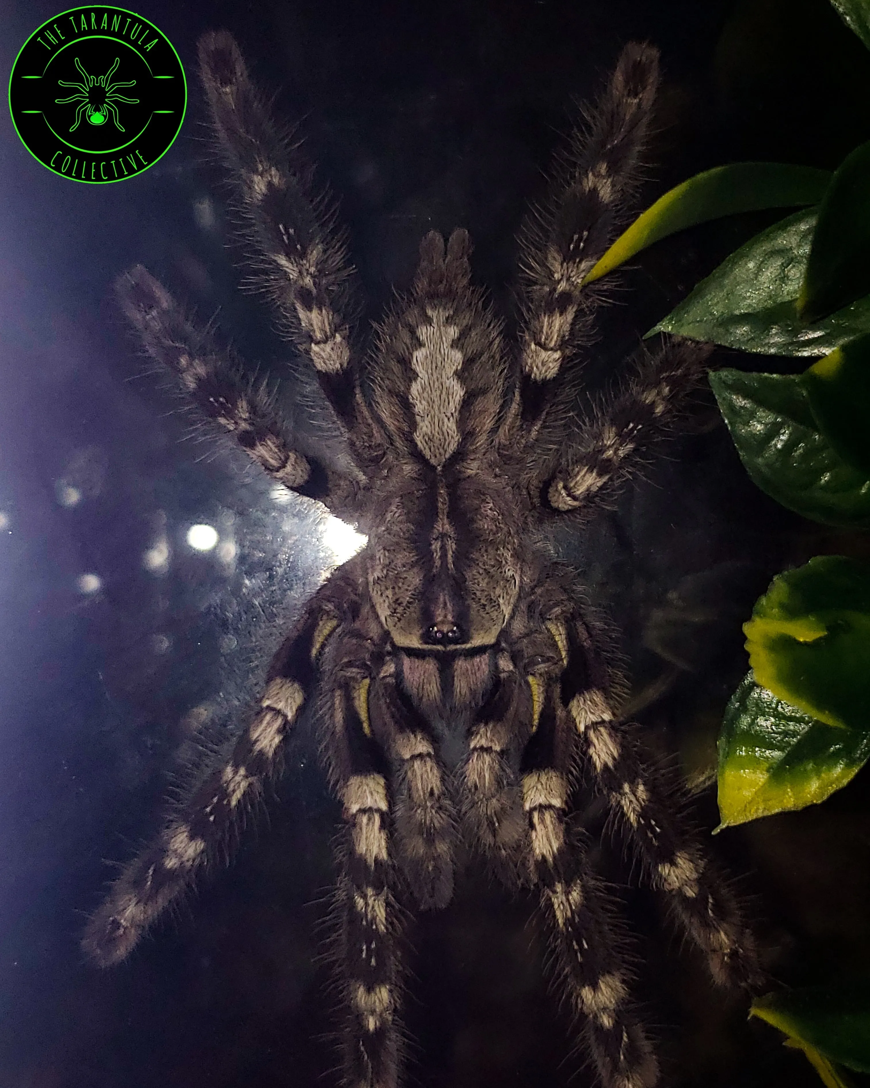 21361 tarantula substrate