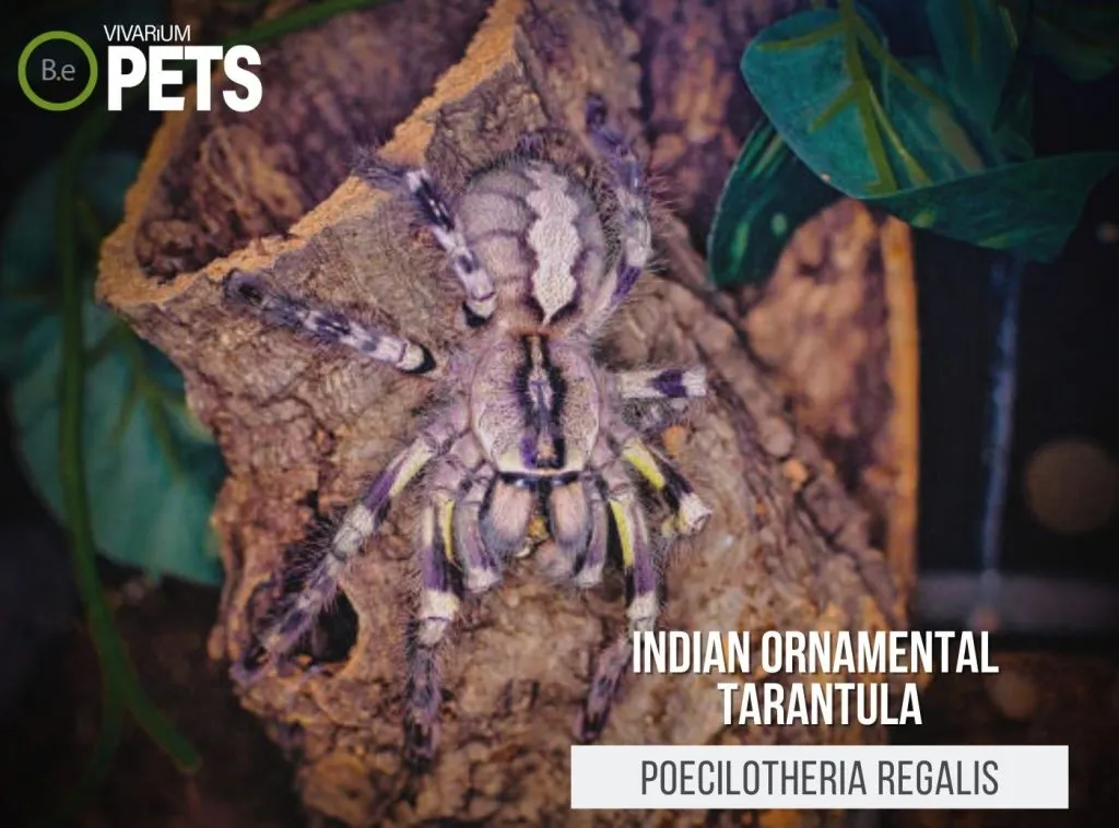 21361 tarantula temperature