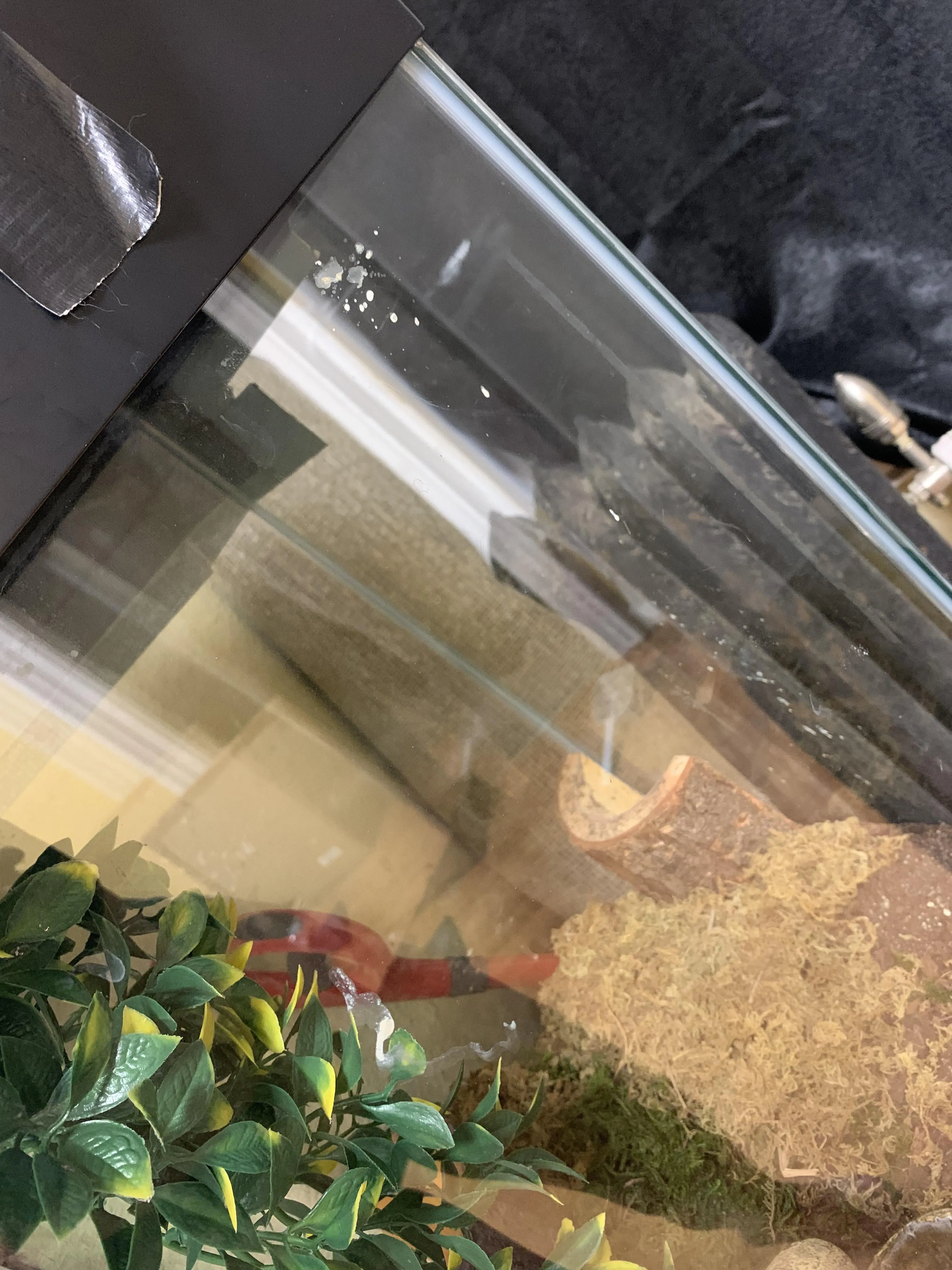 21361 tarantula ventilation