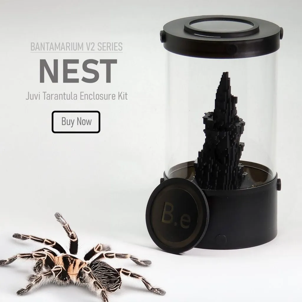 21361 tarantula watering