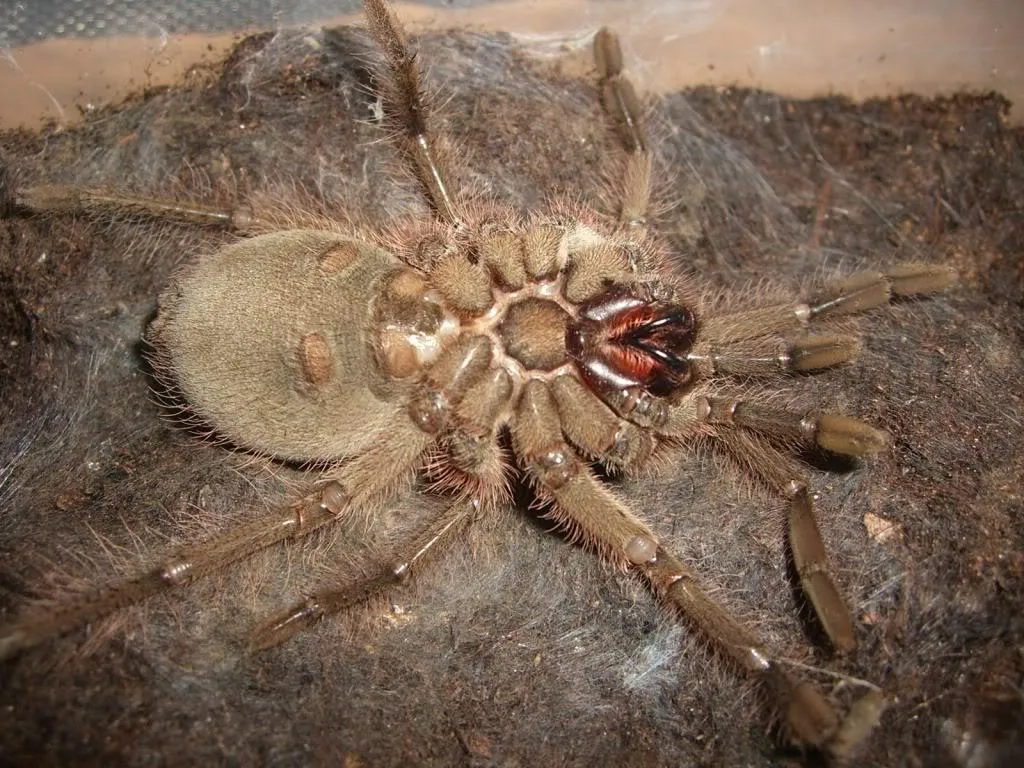 21362 theraphosa blondi defensive