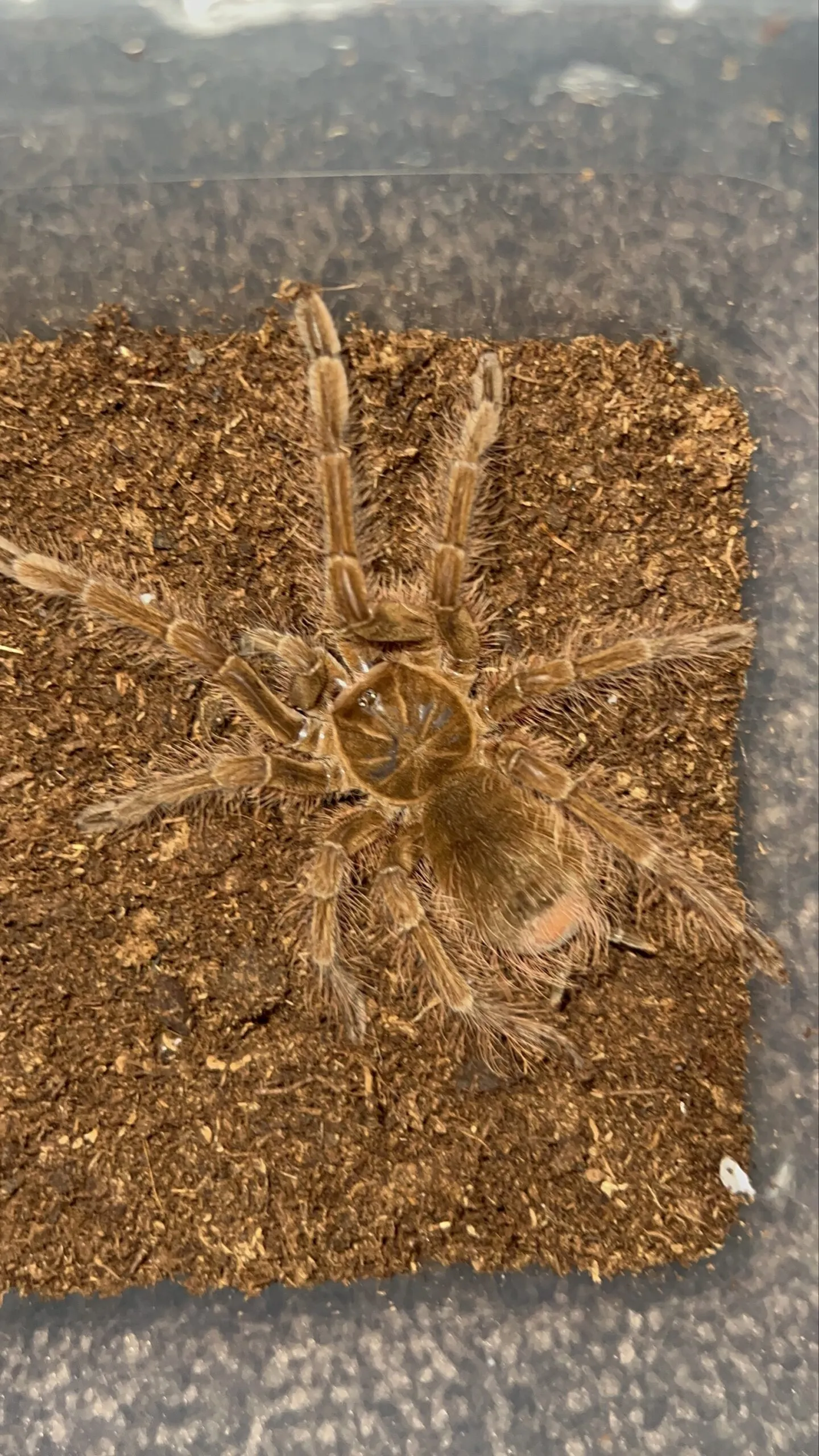 21362 theraphosa blondi habitat