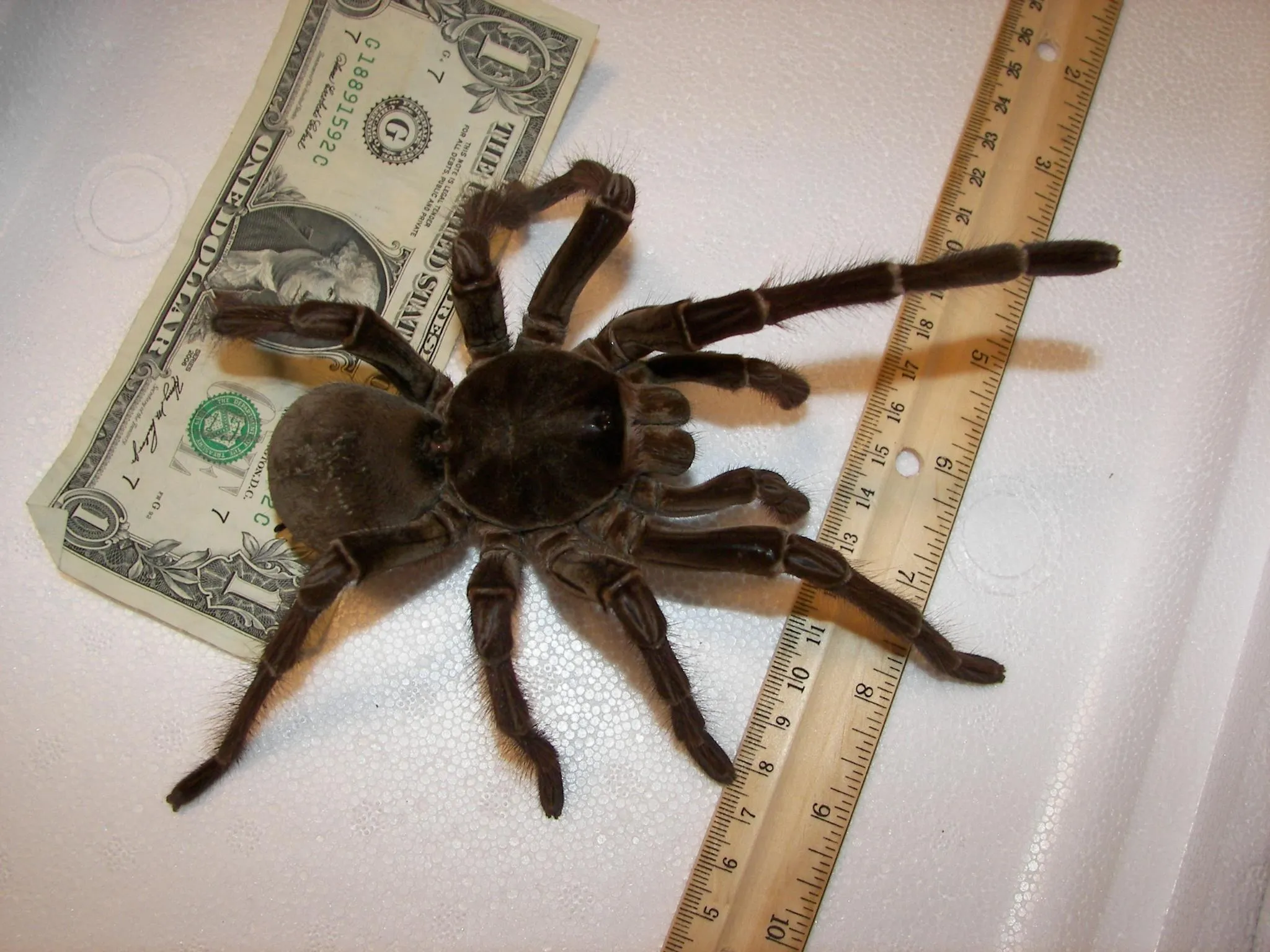 21362 theraphosa blondi lifespan