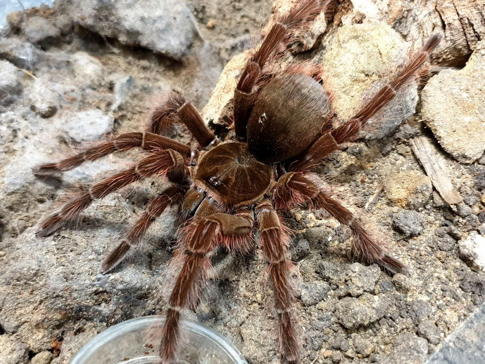 /img/21362-theraphosa-blondi-molting.webp