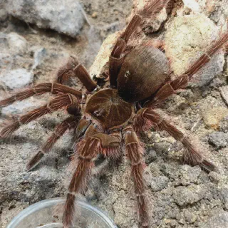 /img/21362-theraphosa-blondi-molting.webp