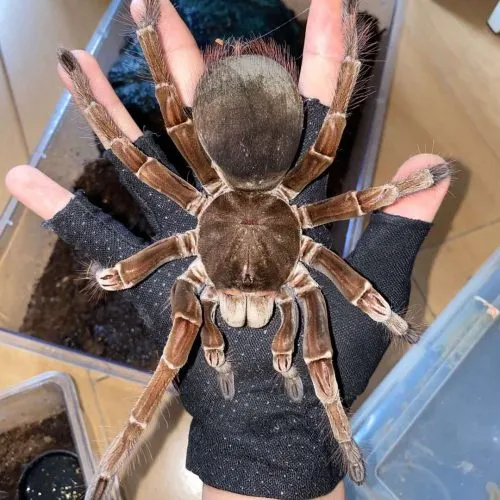21362 theraphosa blondi size