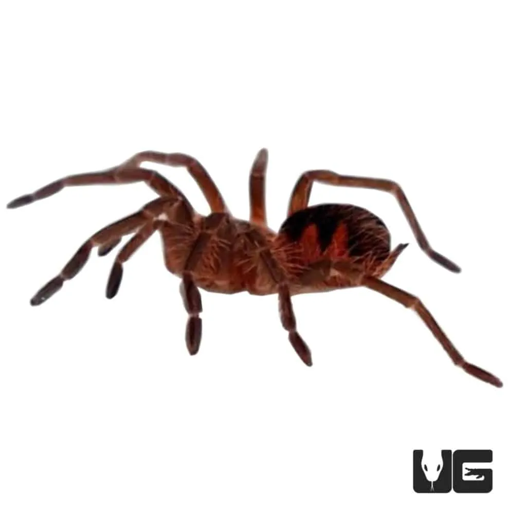 21363 brazilian pink tarantula overview
