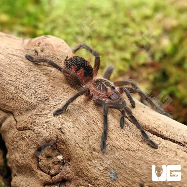 21363 pink bloom tarantula enclosure
