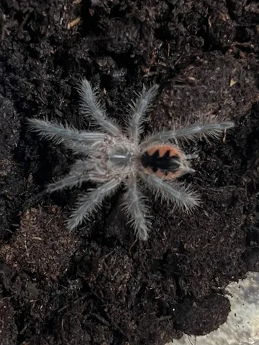 21363 pink bloom tarantula feeding