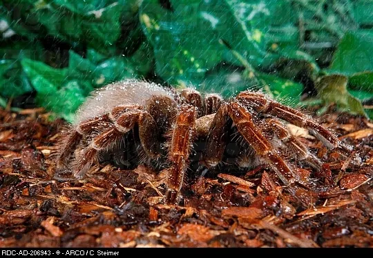21363 pink bloom tarantula handling