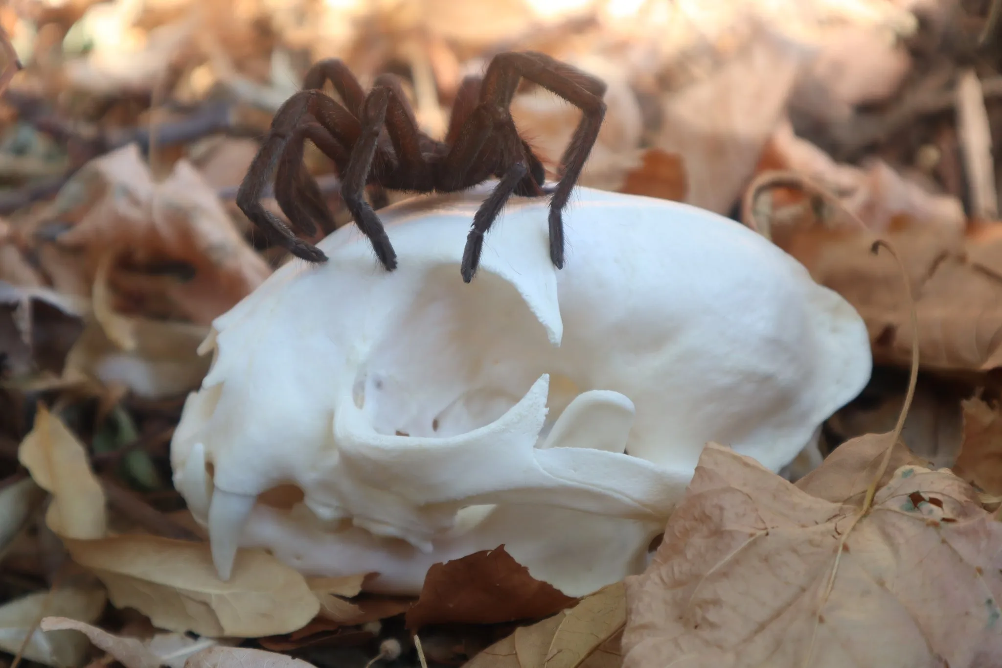 21363 pink bloom tarantula healthy