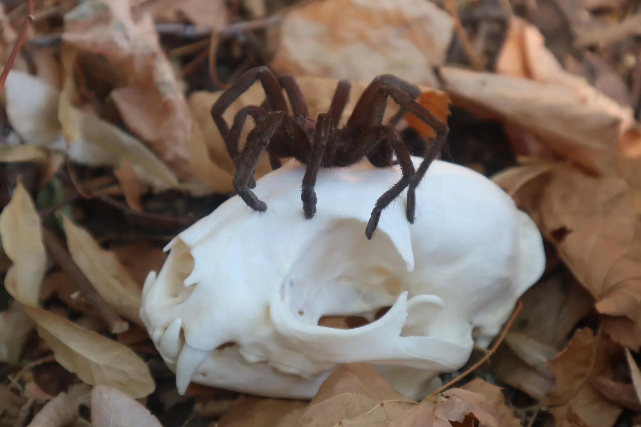 21363 pink bloom tarantula molting