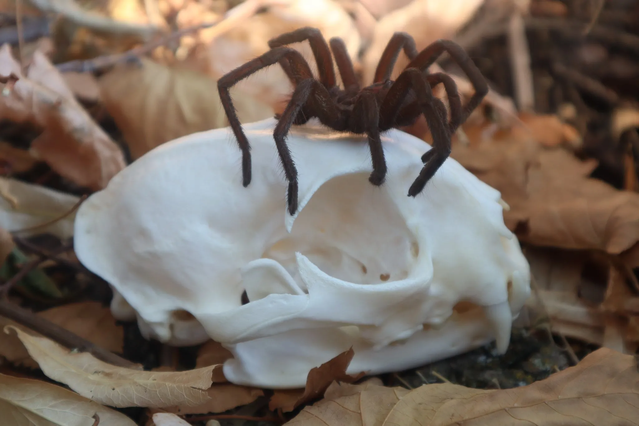 /img/21363-pink-bloom-tarantula-substrate.webp