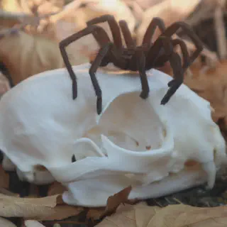 /img/21363-pink-bloom-tarantula-substrate.webp