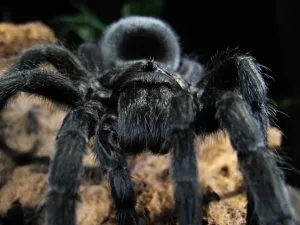21364 baby brazilian black tarantula feeding