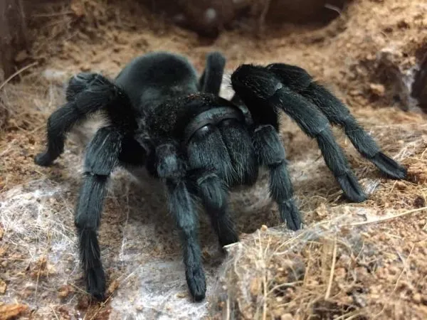 21364 brazilian black tarantula habitat