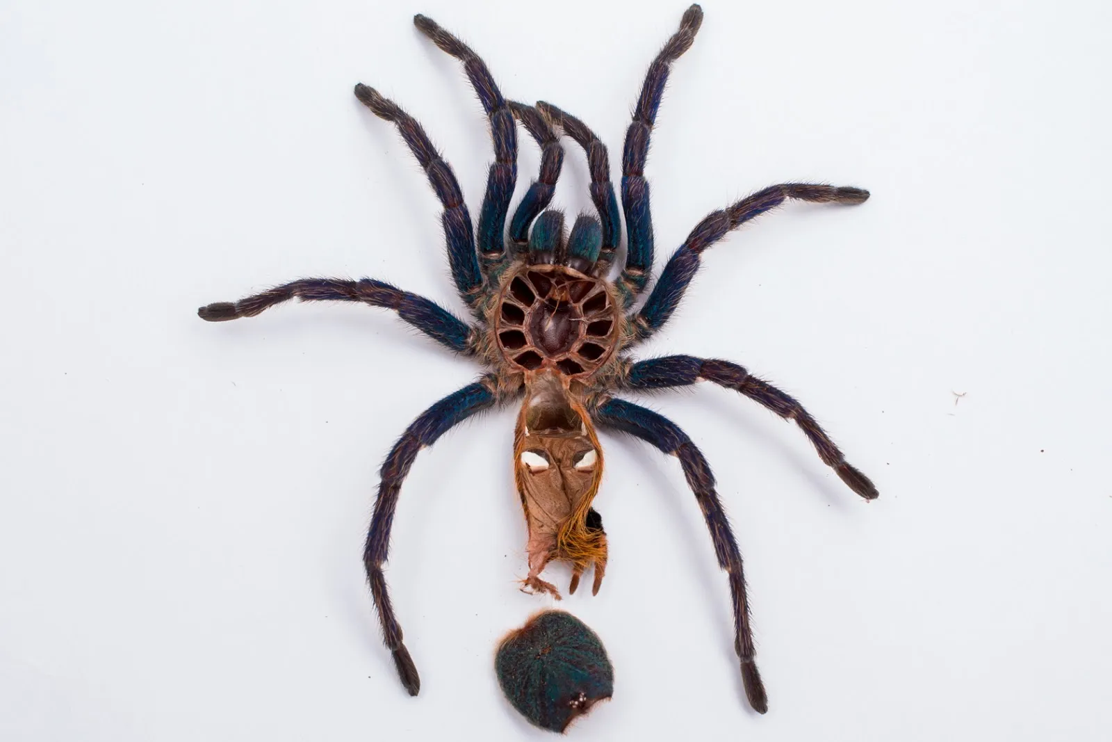 21365 chilean rose hair